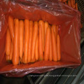 Super Yummy Chinese Fresh Carrots on Sale